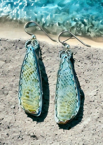 Fossilized Centipede Coral Sterling Silver Earrings.  $50
