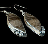 Petrified Sycamore Wood Sterling silver Earrings.   $45